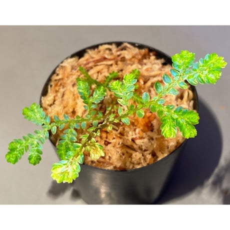 Selaginella willdenowii 伊藤蟻植物農園