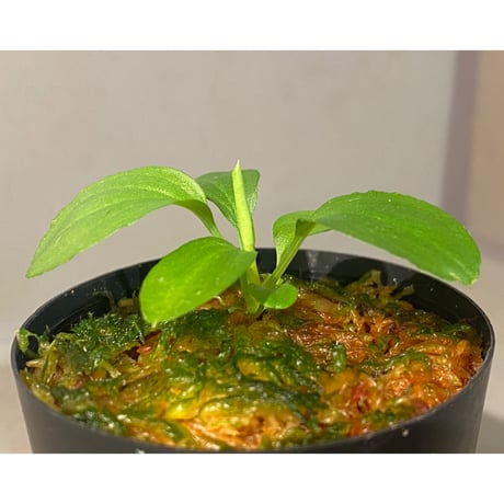 Homalomena sp. "Kayu Lapis" White Kal-barat [TB]