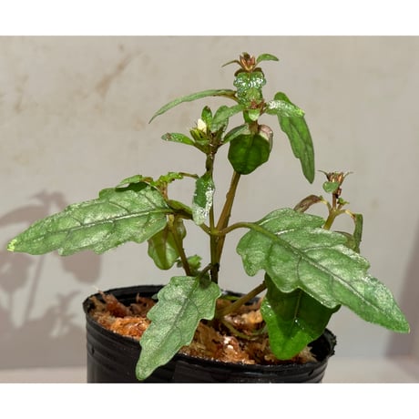 Scrophulariaceae sp. from Valencia, Negros Oriental
