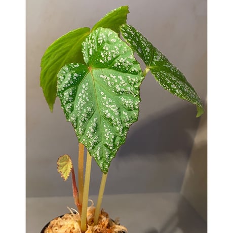 Begonia sp. from Na Hang [YH1118] TK
