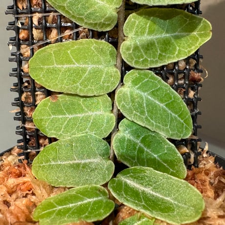 Marcgravia sp. from Iquitos Peru [tanakay]