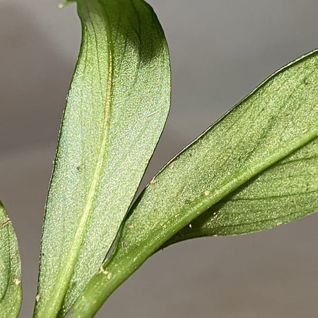 Rhaphidophora sp. "Silver" from Pulau Singkep