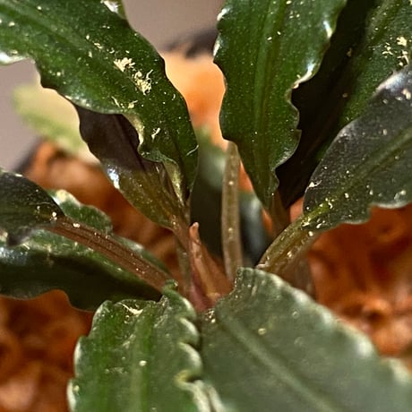(大株) Bucephalandra sp. from "Mangat" [MF0417-2A] ②