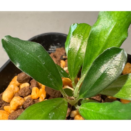 (2芽) Bucephalandra sp. Kapuas-2 [AZ0311-2]