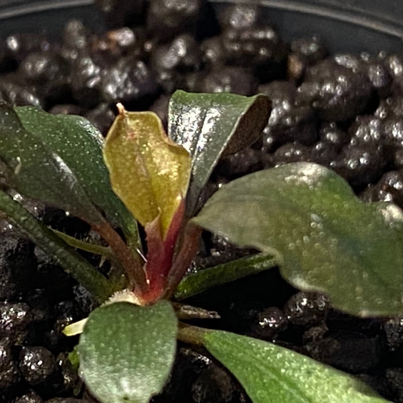 Bucephalandra sp. \"HB No9\" 赤軸　水上株 Bucephalandra sp. 
