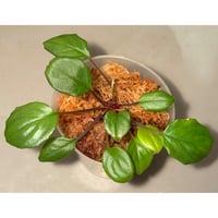 Homalomena terajaensis "Labi" Green Brunei [TB]
