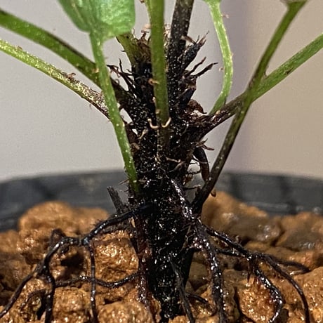Blechnum obtusatum var. obtusatum from New Caledonia (固有種) ②