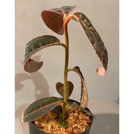 Labisia sp. "Sumatera Pink"