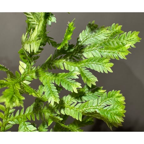 Selaginella sp. from Bogor West Java