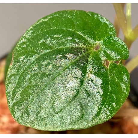 Peperomia sp. from Ecuador