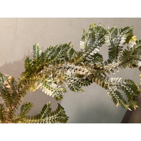 Selaginella sp. from Ngabang West Kalimantan