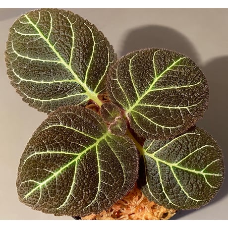 Pearcea hypocyrtiflora from Rio Napo Ecuador [tanakay] 白葉脈