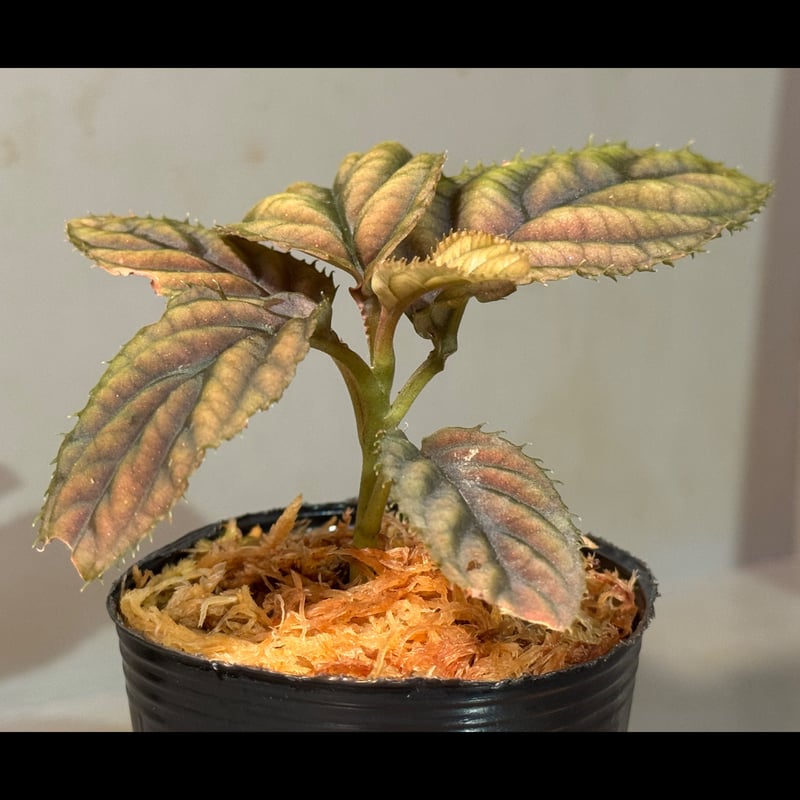 Ardisia sp. from Vietnam | M・R・G・R