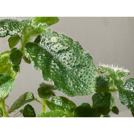 Cyrtandra auriculata from Luzon Aurora Philippines 標高500m付近 [KSB]