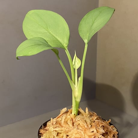 Homalomena sp . from Jerteh [TK090118-2]