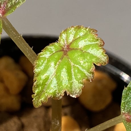 Begonia sp. from North Toraja [S0919-02] 伊藤蟻植物農園