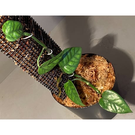 Philodendron sp. from Venezuela [tanakay]