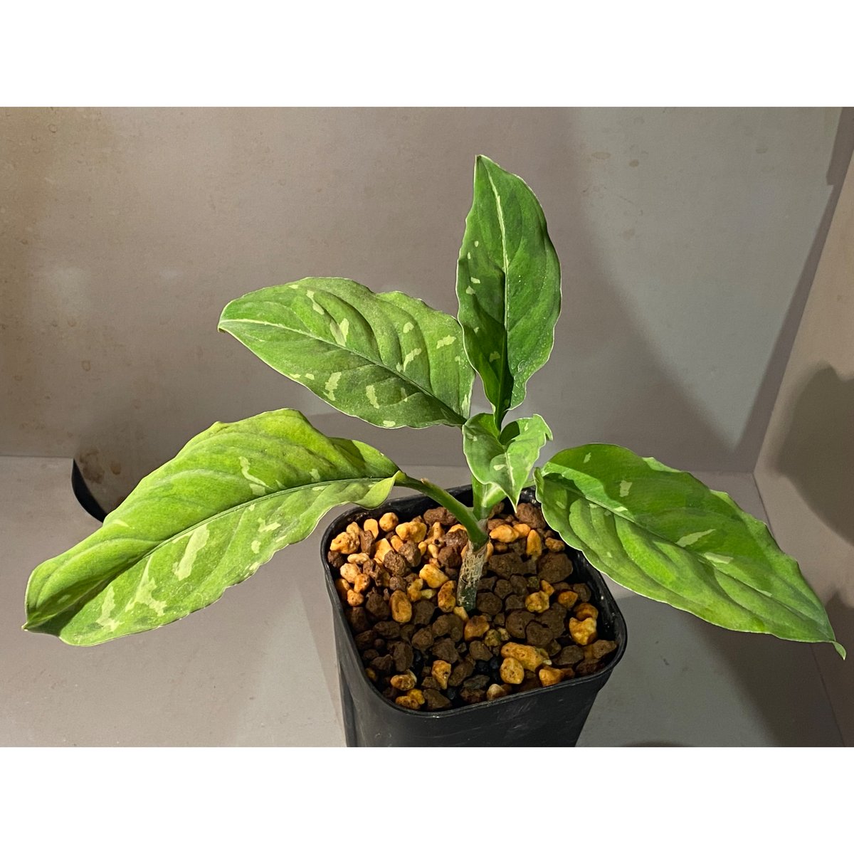 Aglaonema pictum GW1603 