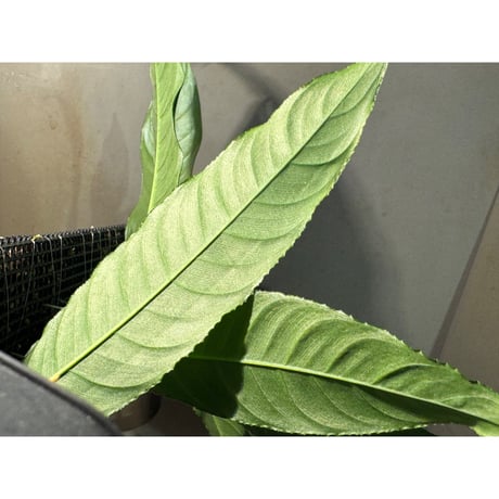 (大株) Unknown from Iquitos Peru [tanakay]