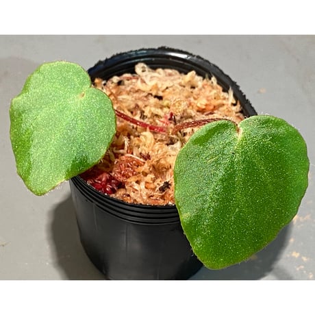 Begonia sp. from Chiku Kelantan
