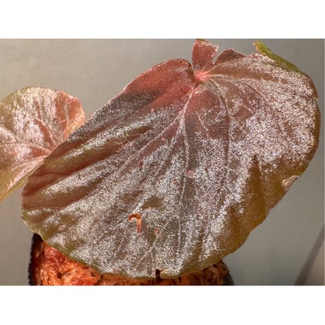 Begonia sp. from Kapuas hulu