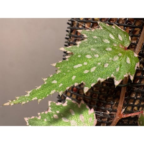 Begonia sp. from Luzon Aurora Philippines 標高500m付近　[KSB]