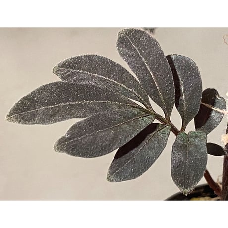 Solanum uleanum