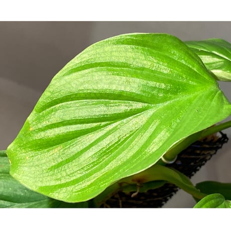 Philodendron sp. from Iquitos Peru [tanakay]