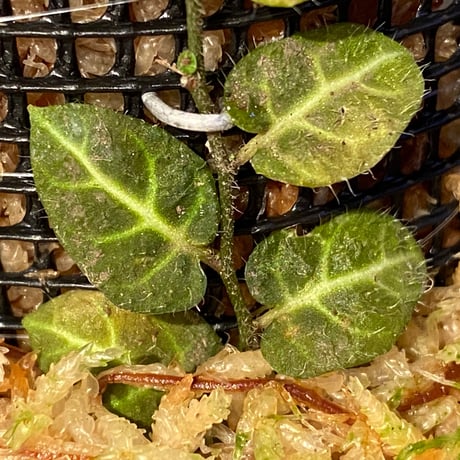Solanum evolvulifolium