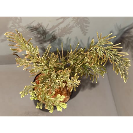 Selaginella sp. from Landak West Kalimantan