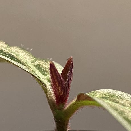 Cosmianthemum bullatum [LA0515-02]