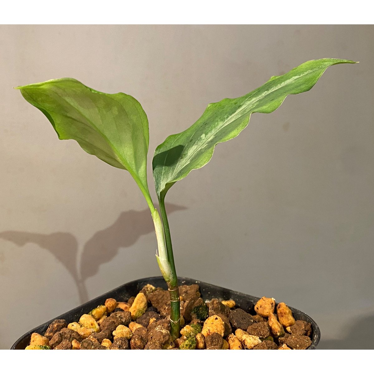 Aglaonema pictum A Aglaonema pictum A