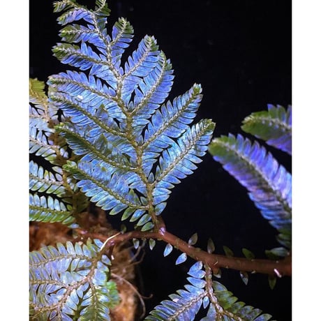 Selaginella sp. from Sarawak