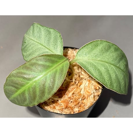 Ardisia sp. from Matang [TK160716]
