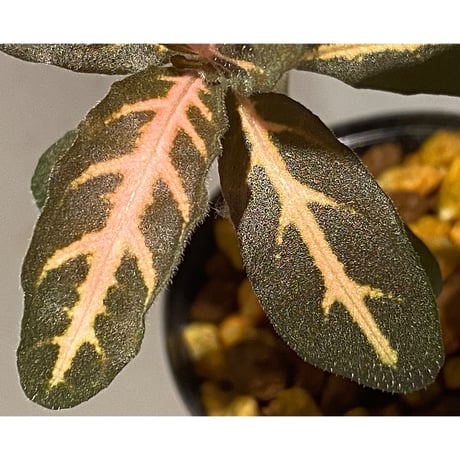 Aphelandra maculata from Madre de Dios [LA1017-02]