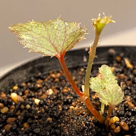 Begonia beccarii from Bau  Sarawak