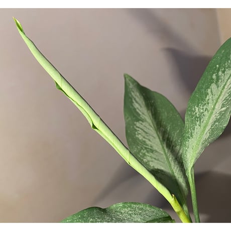 Aglaonema nebulosum from Kuala Rompin [TK220916-2]
