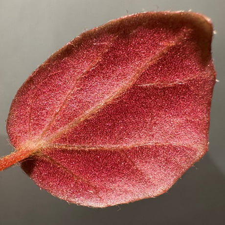 Begonia sp. f1 from Sumatera [NT ORCHID]