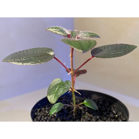 Phyllagathis rotundifolia [STRINGE PLANTS]