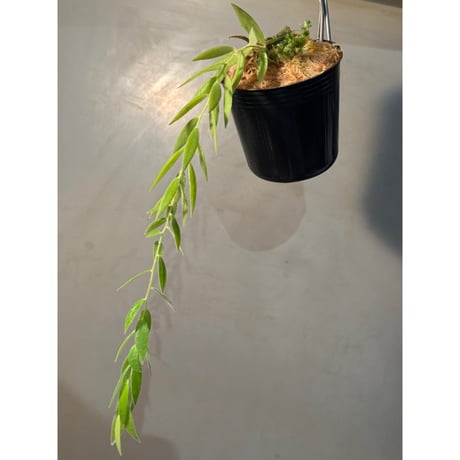 Ceratostema rauhii ②
