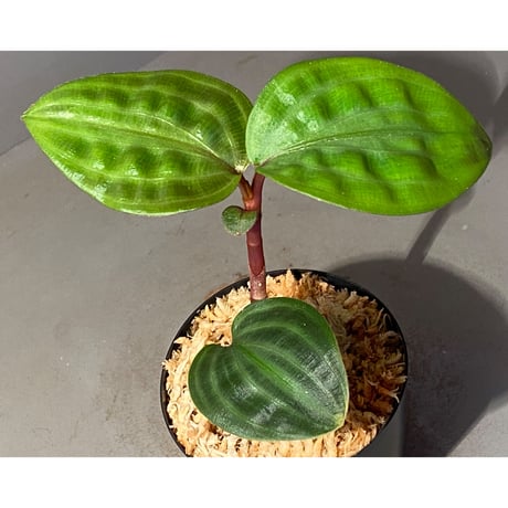 Geogenanthus undatus from Tarapoto Peru [tanakay]