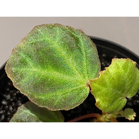 Begonia sp. from Aceh [LA]