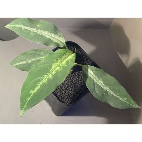 Aglaonema pictum A "Stiria+1" from Aceh sumatera [LA0315-04j]