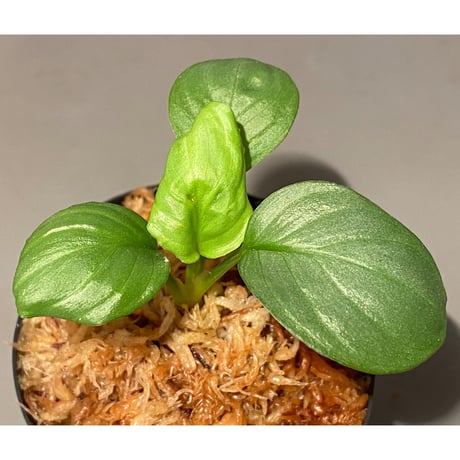 Homalomena sp. "Kayu Lapis" White Kal-barat [TB]