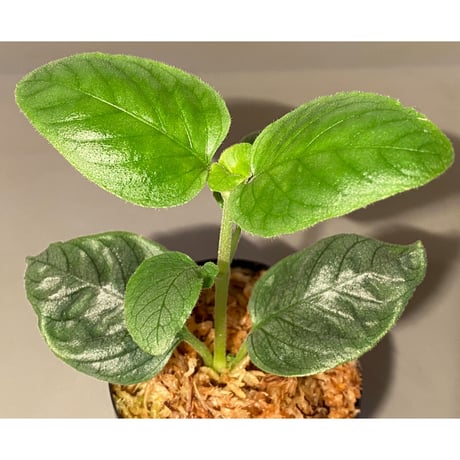 Unknown from Miri Sarawak Borneo