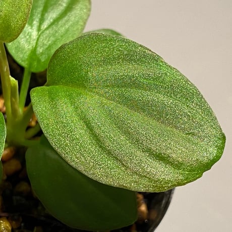 Homalomena sp. from Kapuas hulu