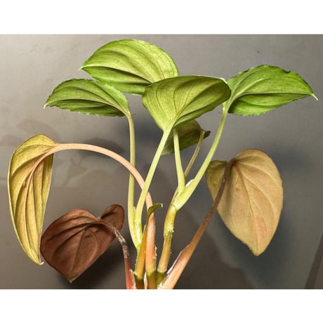 (2芽立ち) Homalomena sp. "Ultron Prime" from Riau Sumatera
