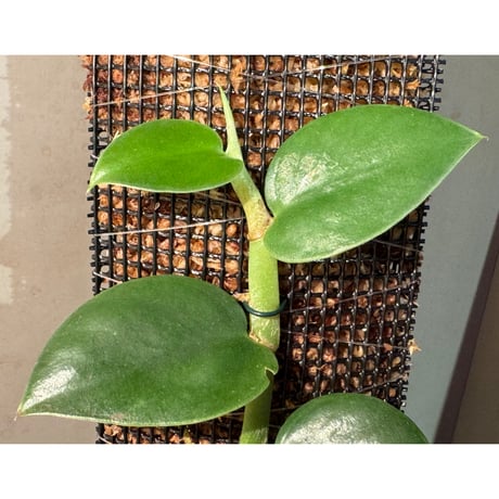 Rhaphidophora sp. from Khlong Yai Trat Thailand