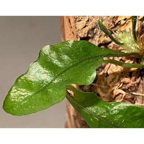 Drynaria bonii from Laos