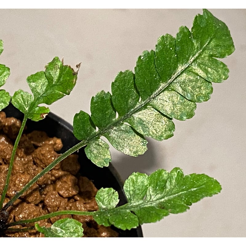 Blechnum obtusatum var. obtusatum from New Cale